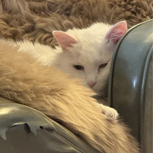 “Familiar” Soul Cat, 17 y.o. Dominic